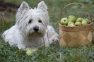 westie_west_highland_white_terrier_01