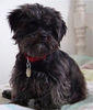 Affenpinscher