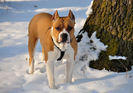 amstaff_03