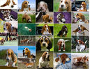 poze_caini_basset_hound