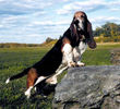 Dresajul-uni-caine-Basset-Hound-trebuie-facut-cu-rabdare-nefiind-un-ciine-usor-de-dresat