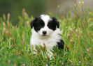 border-collie3