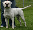 American-Bulldog-4