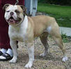 american-bulldog2