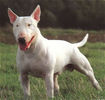 Bull_Terrier_Middle_Aged