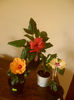 hibiscus grup- 15 iulie 2013