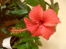 Cooperi Rose Flake