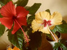 Silvya Goodman    Coopery Rose Flake