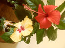 Silvya Goodman    Coopery Rose Flake