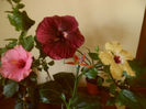 hibiscus grup- 16 iulie 2013