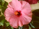 Adonicus Pink