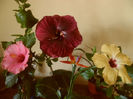 hibiscus grup- 16 iulie 2013
