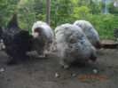 90954571_FFSEGAA