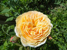 Crown Princess Margareta