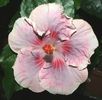 Hibiscus Tahitian Raspberry Star