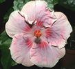 Hibiscus Tahitian Raspberry Star