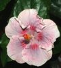 Hibiscus Tahitian Raspberry Star