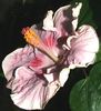 Hibiscus Tahitian Raspberry Star