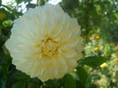 DSCN4653