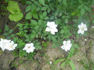 DSCN4669