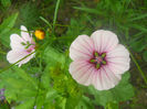 DSCN4671