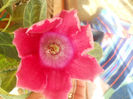DSCN4674