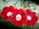 SANY5236