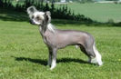 caini_chinese_crested_caine_chinezesc_cu_creasta_869