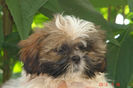 Shih-tzu
