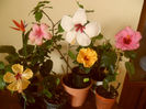 hibiscus grup