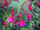 fuchsia tom thumb