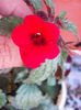 17 iulie 2013-flori 042