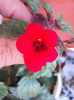 17 iulie 2013-flori 044