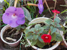 17 iulie 2013-flori 048