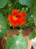17 iulie 2013-flori 057