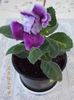 17 iulie 2013-flori 021