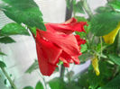 DSCN4687