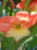 DSCN4634