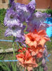 DSCN4635