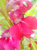 DSCN4661