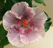 Hibiscus Tahitian Raspberry Star