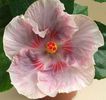 Hibiscus Tahitian Raspberry Star