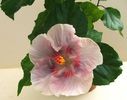 Hibiscus Tahitian Raspberry Star
