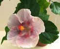 Hibiscus Tahitian Raspberry Star