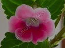 Sinningia Slipper Pink - parfumat