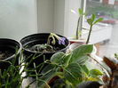 streptocarpus
