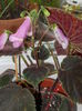 smithiantha