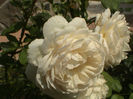 Crocus Rose (2)