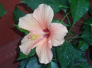 SAM_0652