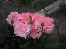 SAM_0648